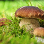 Bild Steinpilze Marcel Prenz - (c)Fotolia_45393979