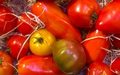 Tomaten zubereiten