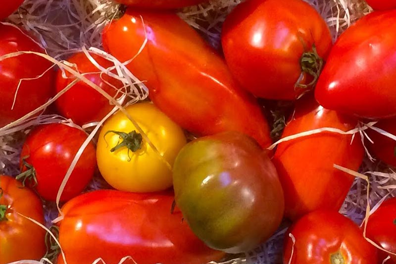 Tomaten zubereiten