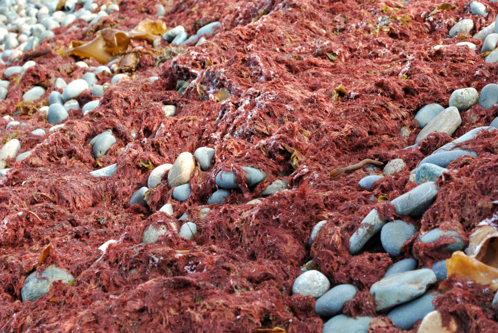 red seaweed on the beach, Foxtrap, Conception Bay South, Newfoundland and Labrador.